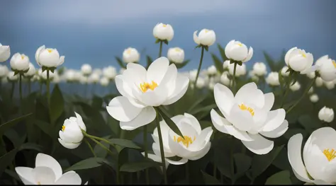 white peony, sea of flowers