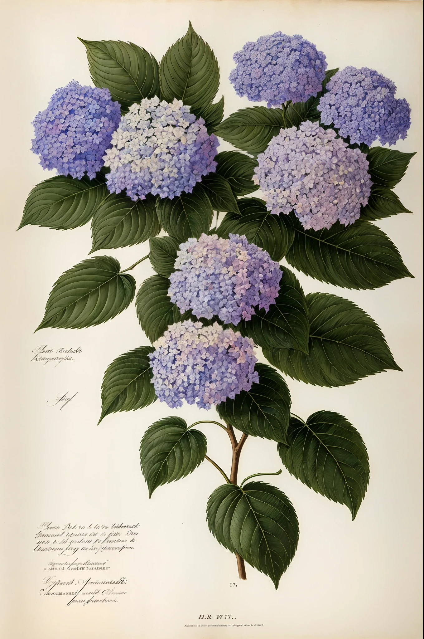 (mejor calidad:1.2), (detallado:1.2), (obra maestra:1.2), ilustraciones botánicas antiguas de flores de hortensias (1770 1775) en alta resolución por John Edwards