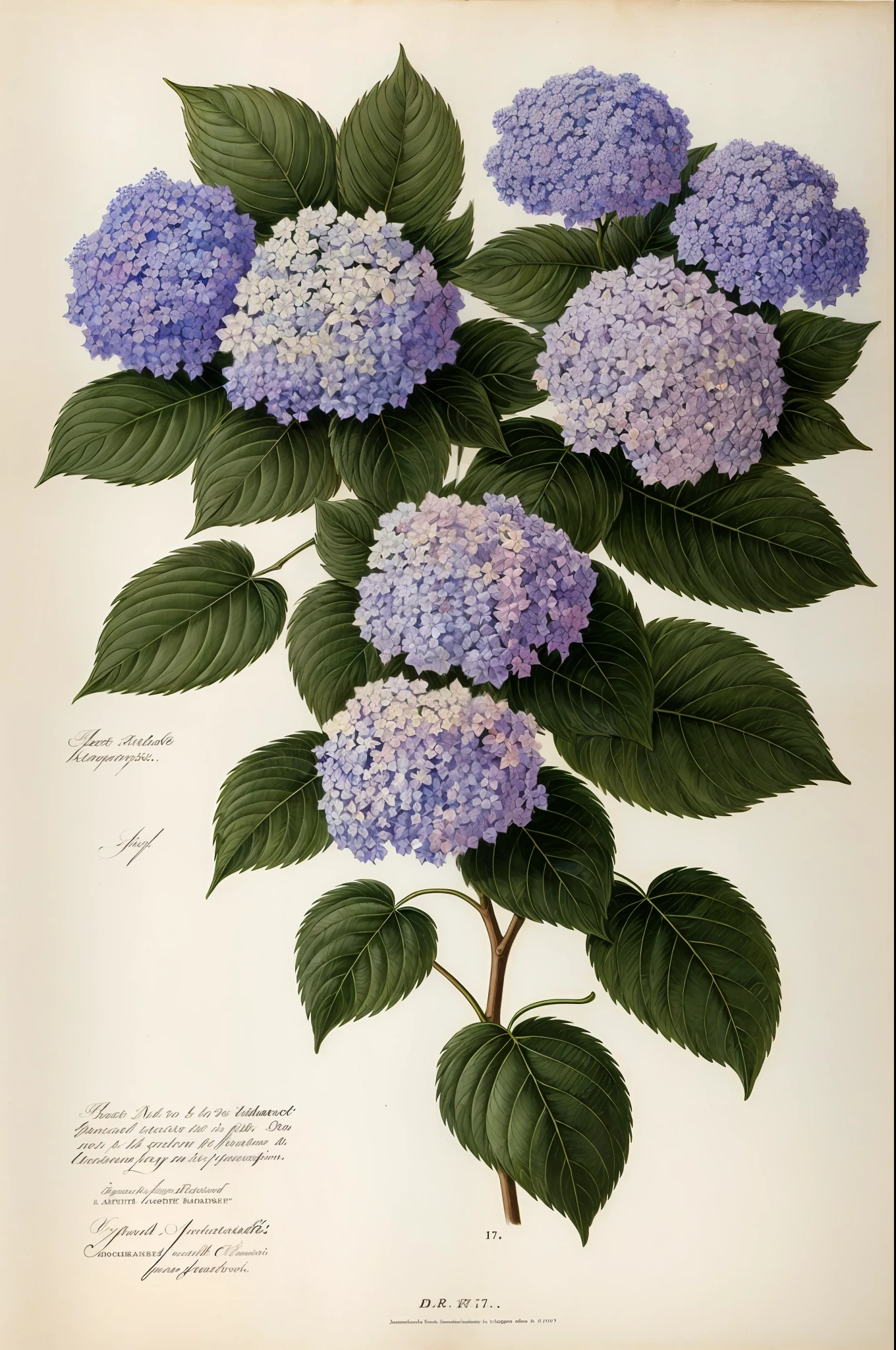 (melhor qualidade:1.2), (detalhado:1.2), (obra de arte:1.2), ilustrações botânicas vintage de flores de hortênsia (1770 1775) em alta resolução por John Edwards