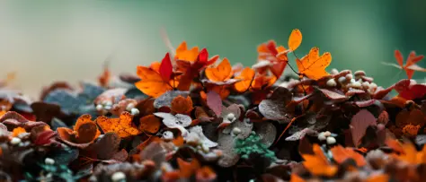 classicnegative, (low angle) macro photography of colorful alien fungus and mushrooms  fairy forest covered flowers, autumn, fal...