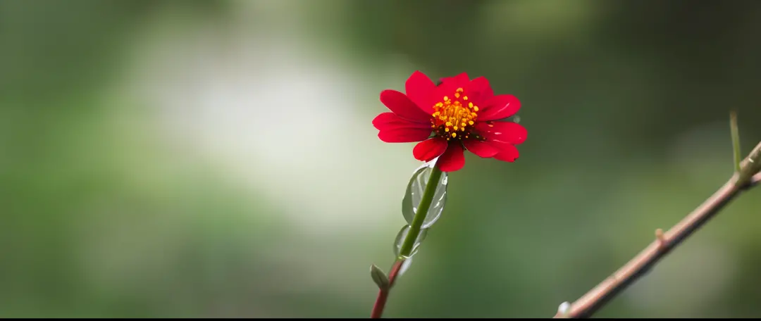 classicnegative, (low angle) a small red flower after rain, macro photography with raindrops on flowers, summer, green leaves, (...