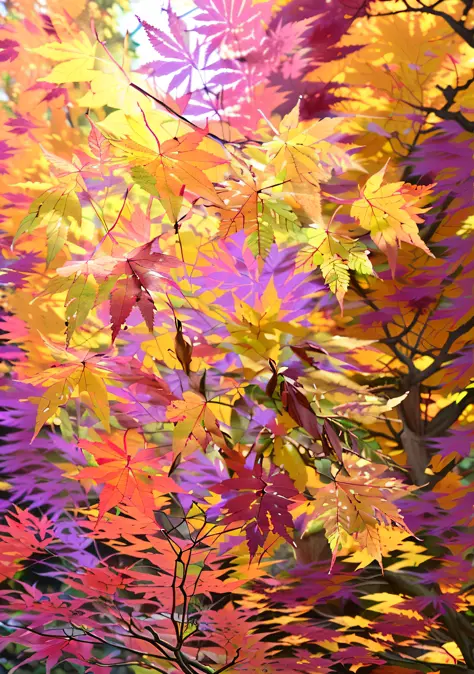 There is a picture of a painting of a bunch of leaves, Purple leaves, autumn maples, Japanese maple, canada=maple leaves, Colorf...