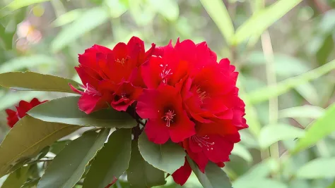 there is a red flower that is growing on a branch, red blooming flowers, red flowers of different types, red flowers, red flower...