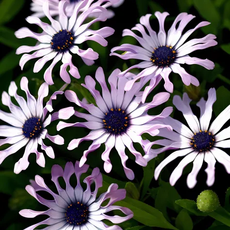 Osteospermum beautiful cute flowers