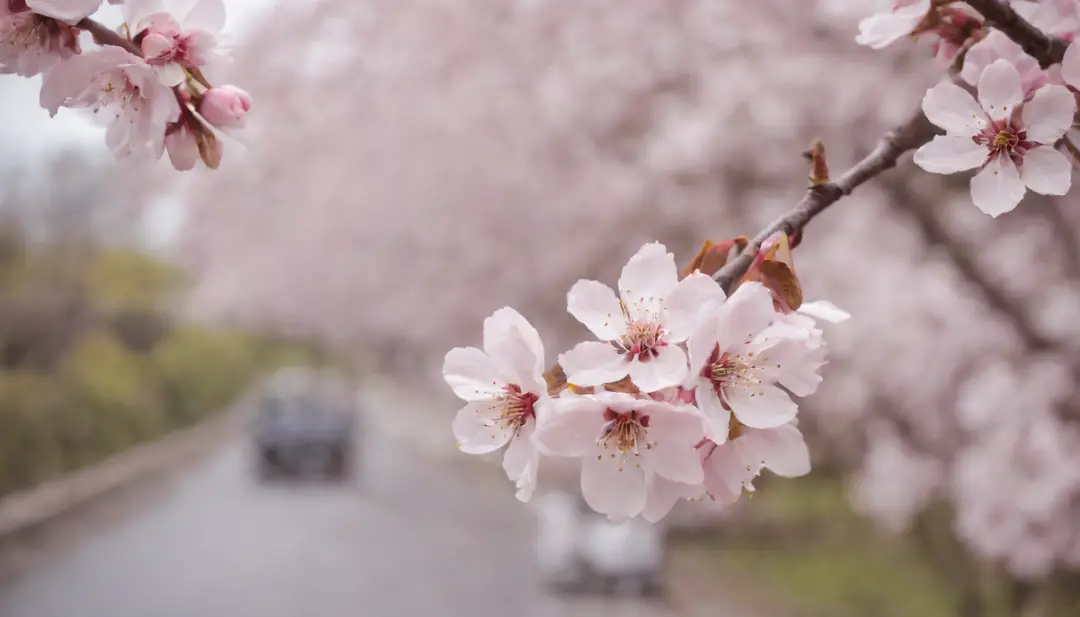 Spring in Japan,cherry blossom in full bloom,Refreshing breeze,wanting,Start a good day,Kaigan Street