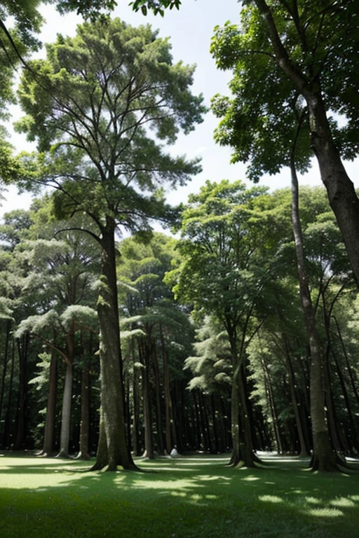 Larges trees with a lush canopy in a park with well-maintained grass and dense forest in the background