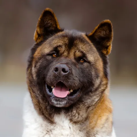 akita