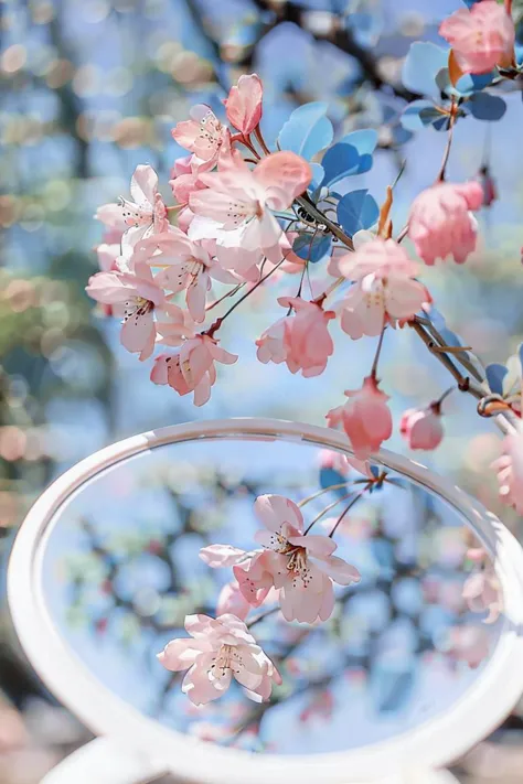 【海棠梦Crabapple flowers】春日花Spring flower