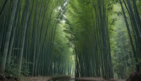 A dense bamboo forest in Japan, where the stalks sway gently in the wind, creating a symphony of natural sounds. captured on a s...