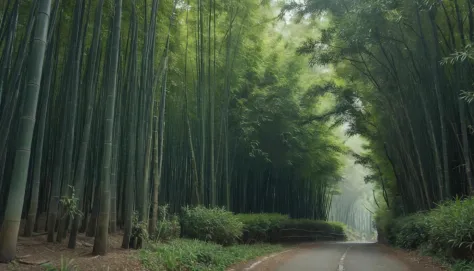 A dense bamboo forest in Japan, where the stalks sway gently in the wind, creating a symphony of natural sounds. captured on a s...