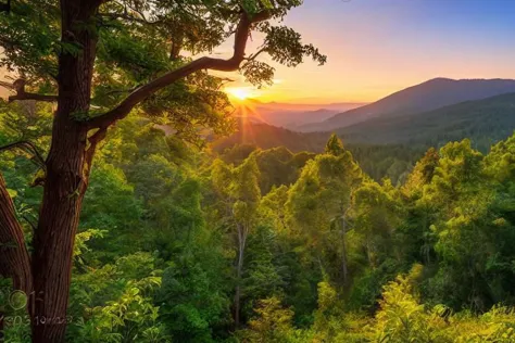 a view of a sunset over a forest with a mountain in the background