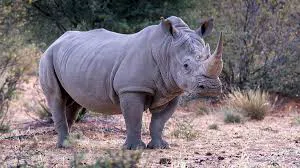 rhino