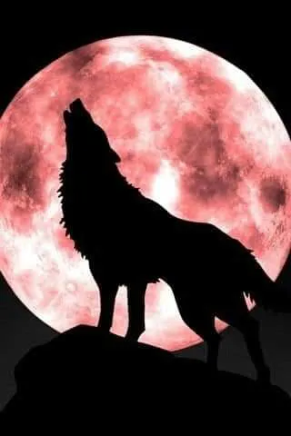 lobo luna roja