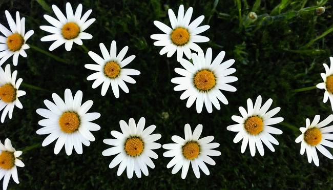 Some little daisies